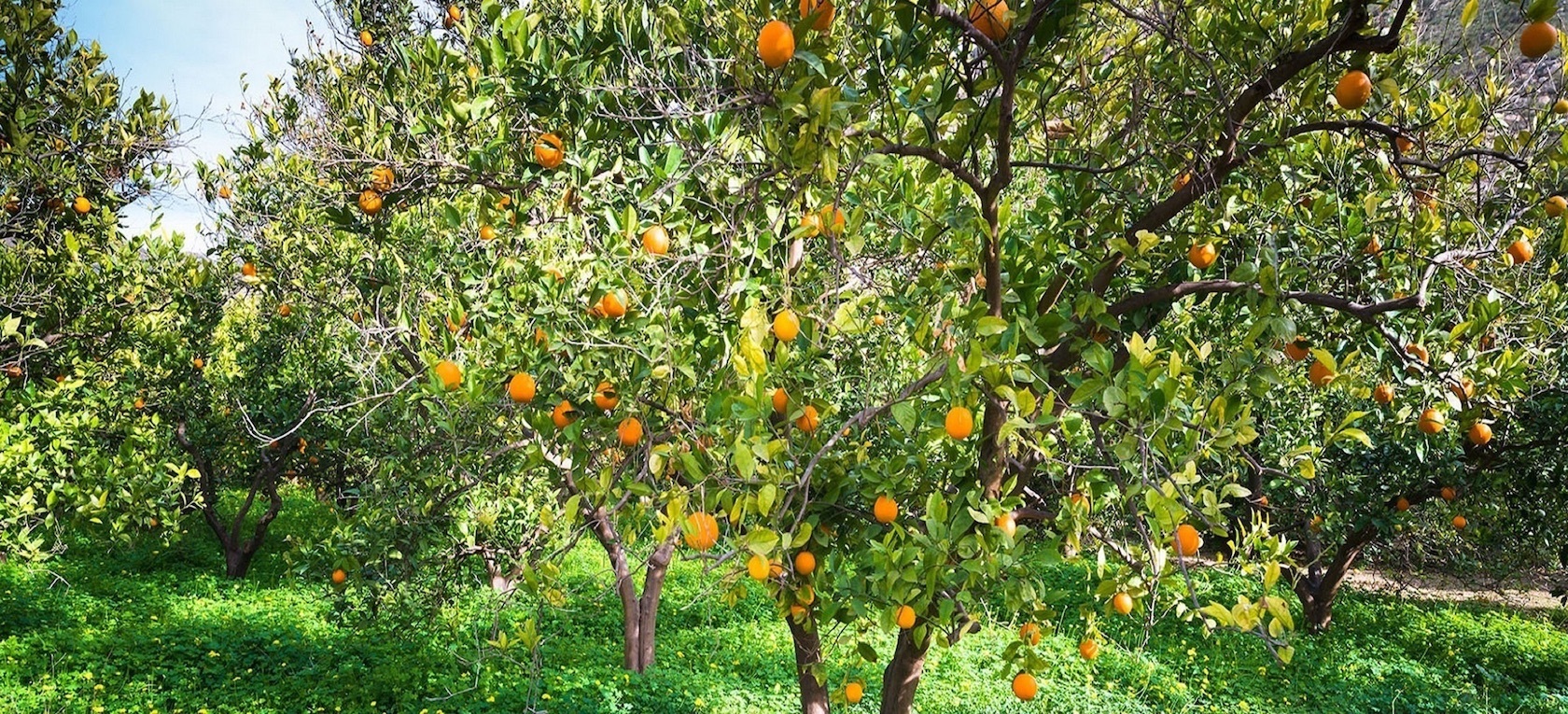 Huerta de Murcia