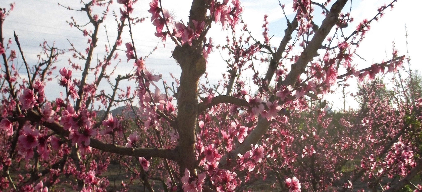 Melocotoneros en flor. Cieza