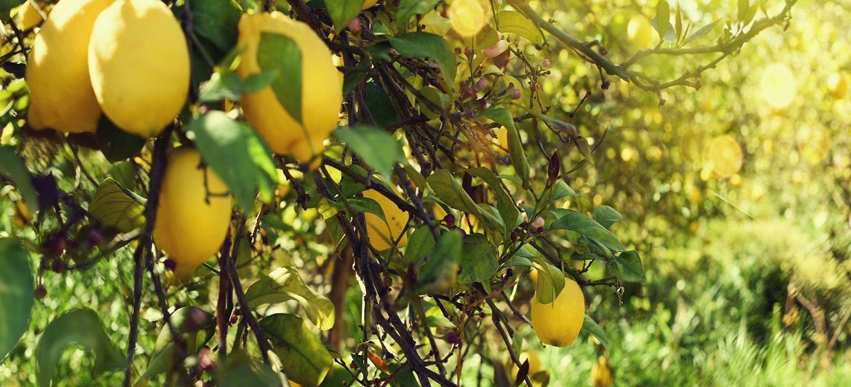 Huerta de Murcia