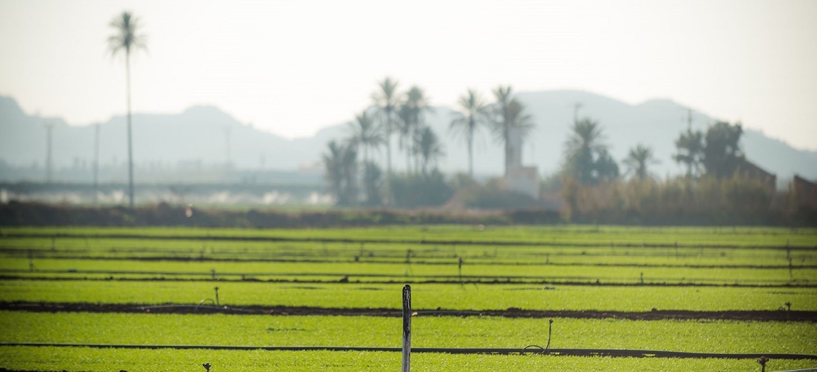 Campo de Cartagena