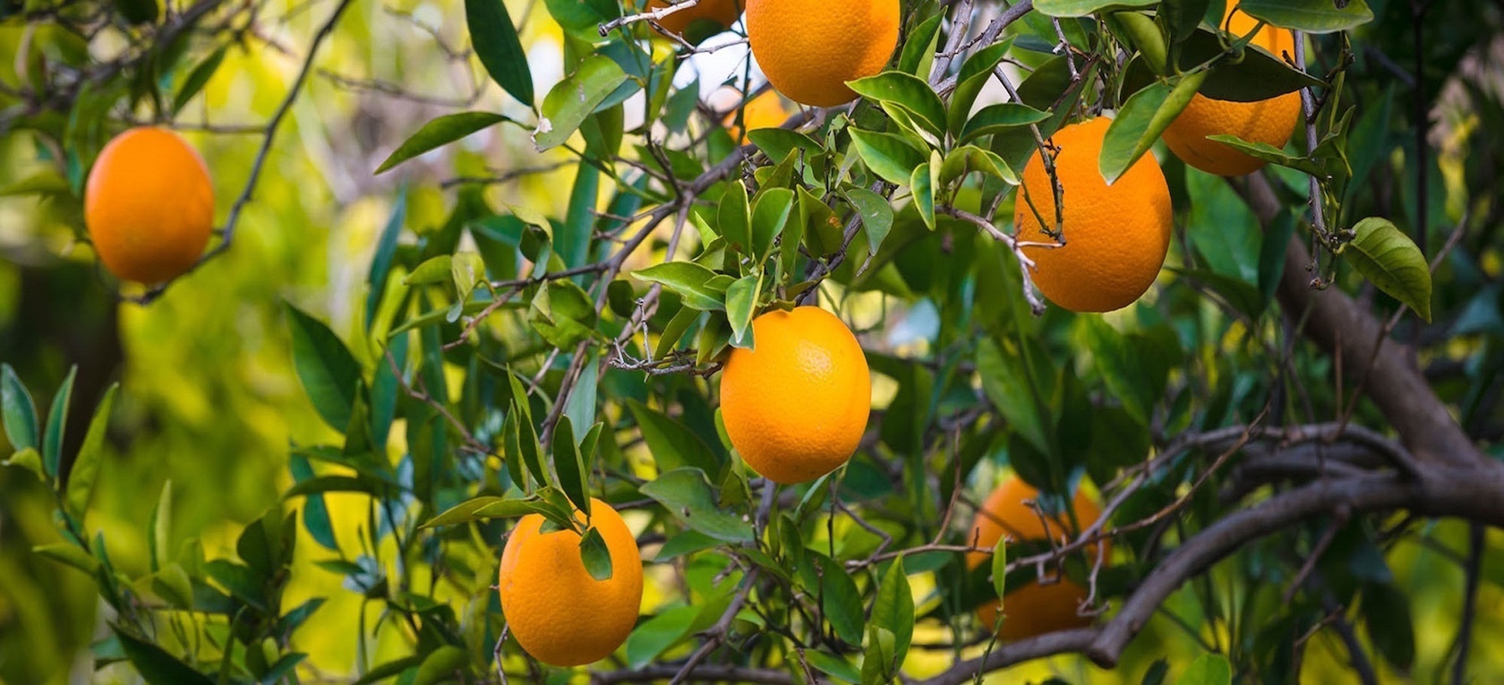 Huerta de Murcia